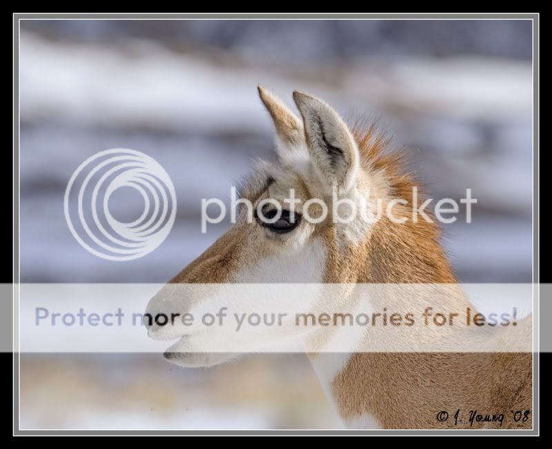 antelope-closeup-022208-3.jpg