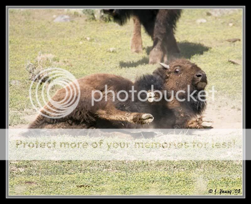 bison-dust-bath.jpg