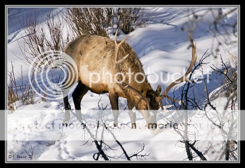 bull-elk-121407-3.jpg