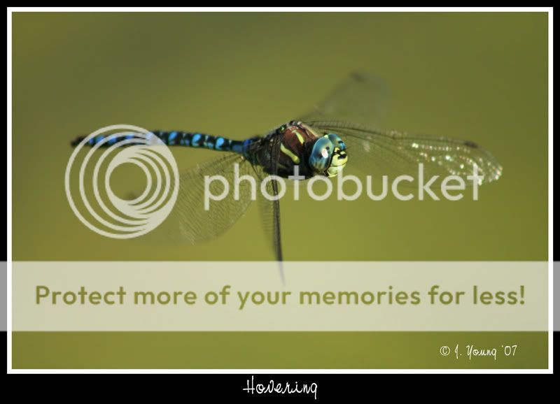 dragonfly-in-flight-072807.jpg