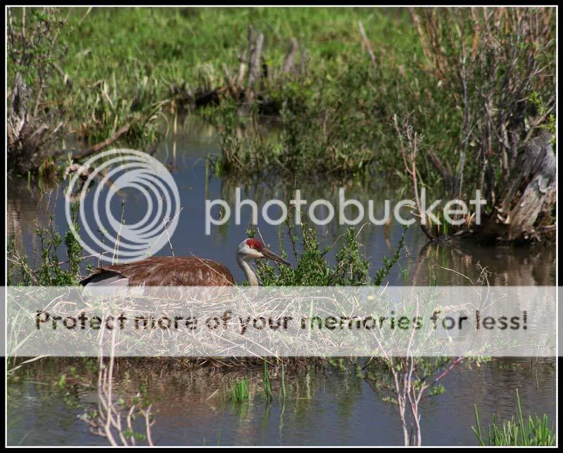 sandhill-crane-nest-051007.jpg