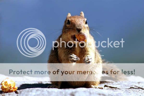 526_squirrel.jpg