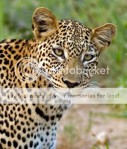 LEOPARDPORTRAIT2.jpg