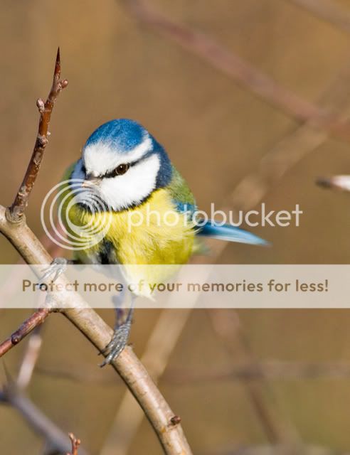 bluetit2.jpg