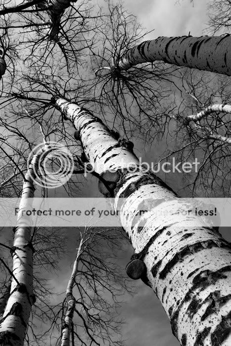 birch.jpg