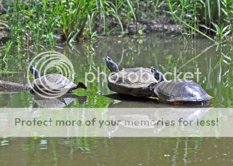 3Turtles07455x7resized.jpg