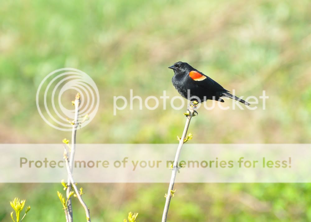 RedWingedBlackbird8590Resized.jpg