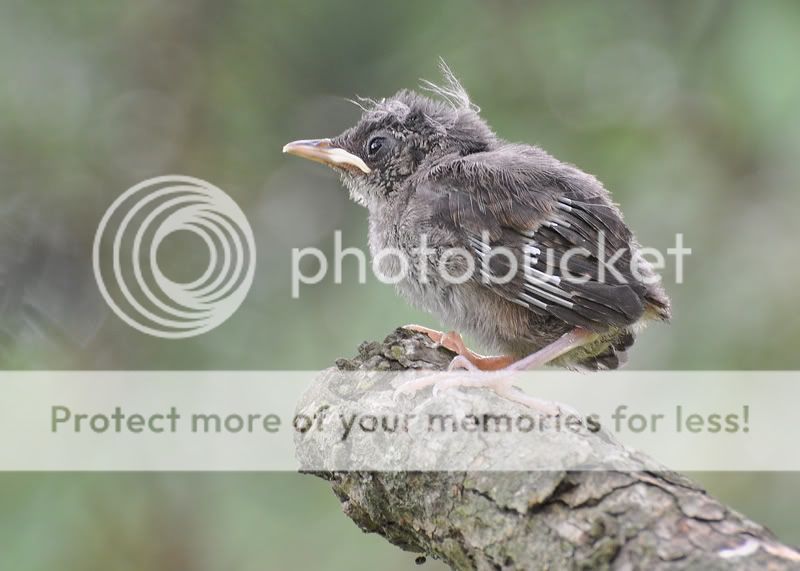 BabyWren1200resized.jpg