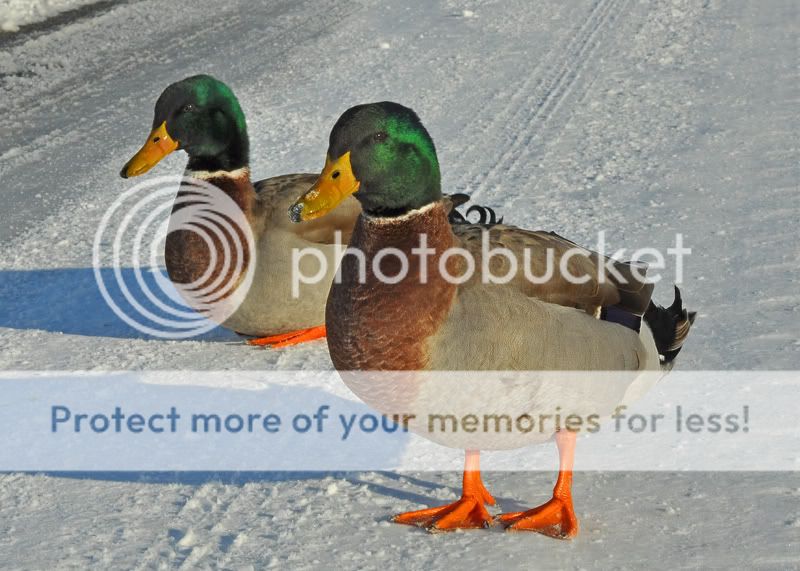 Ducksinroad8130resized.jpg