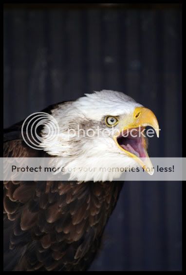 IMG_0030AlaskanBaldEagle.jpg