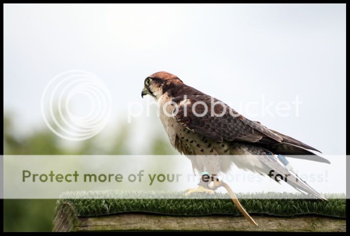 IMG_0117AmericanKestrel.jpg