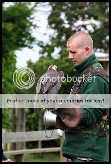 IMG_0147AmericanKestrel.jpg