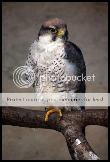 IMG_0163PeregrineFalcon.jpg