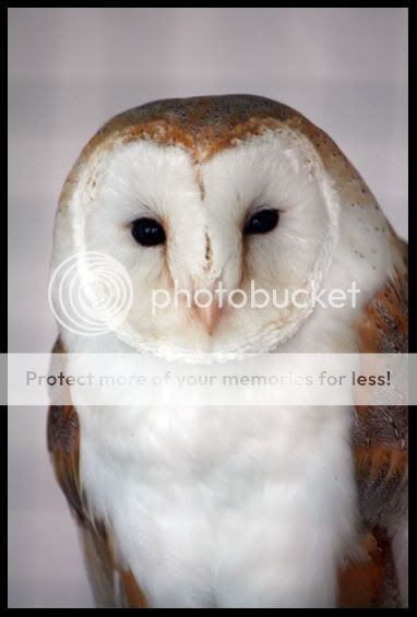 IMG_0234BarnOwl.jpg