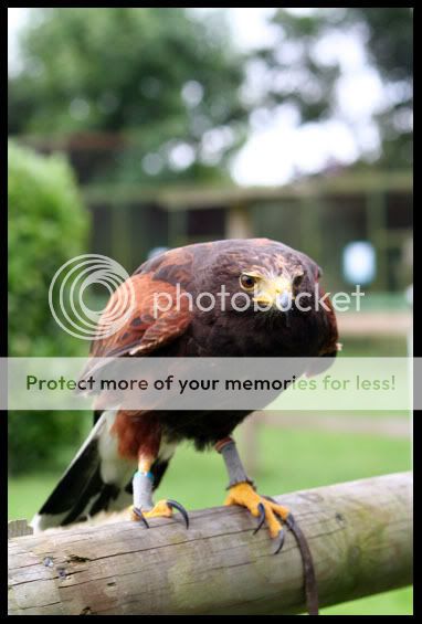 IMG_0294HarrisHawk.jpg