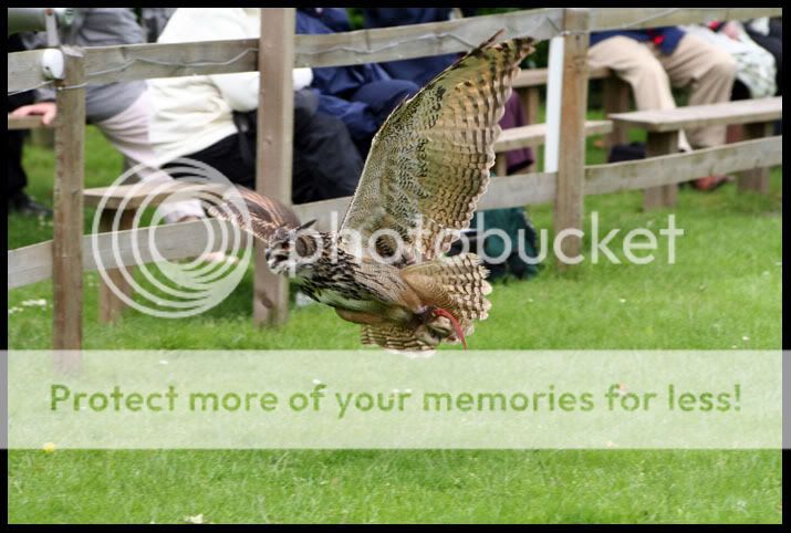 IMG_0330EuropeanEagleOwl.jpg