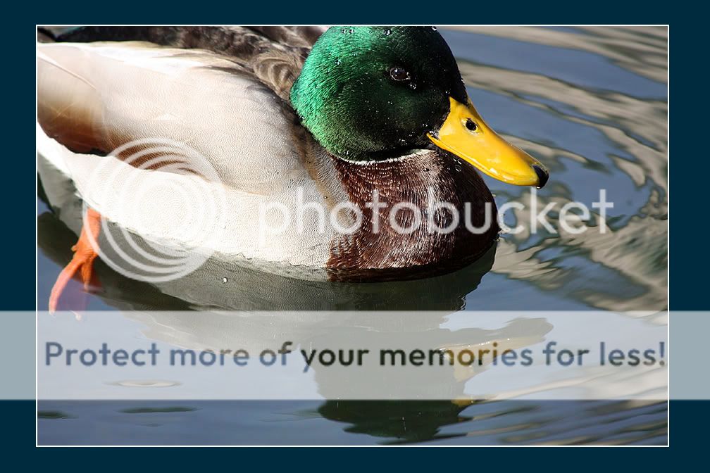 Mallard2.jpg