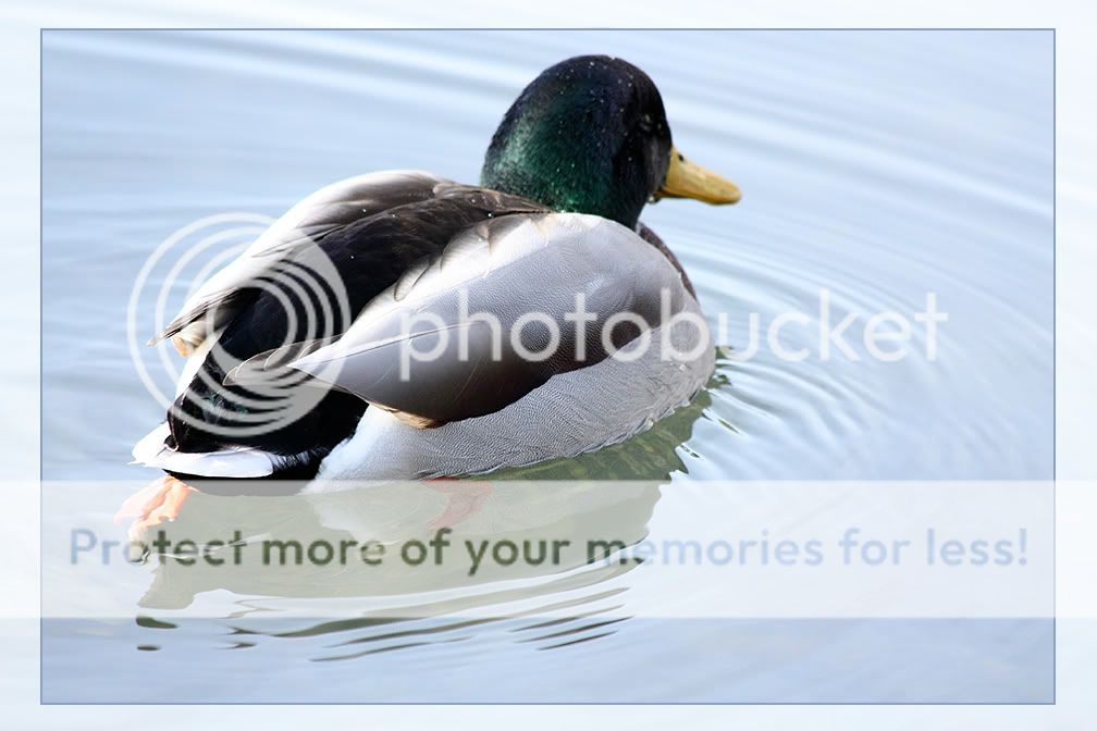 Mallard3.jpg