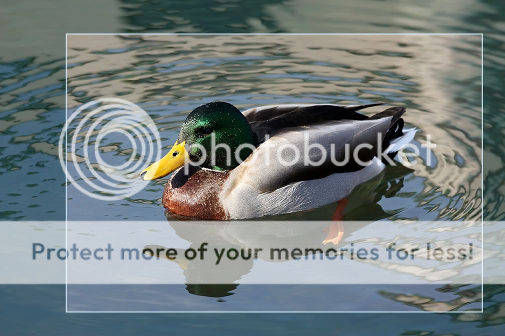 Mallard6.jpg