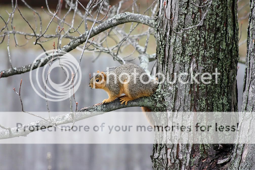 Squirreltree.jpg