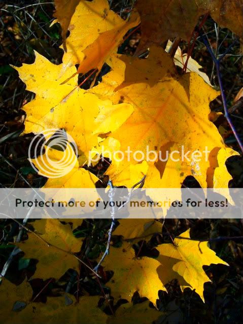 100_3986yellowmapleleaves-2.jpg