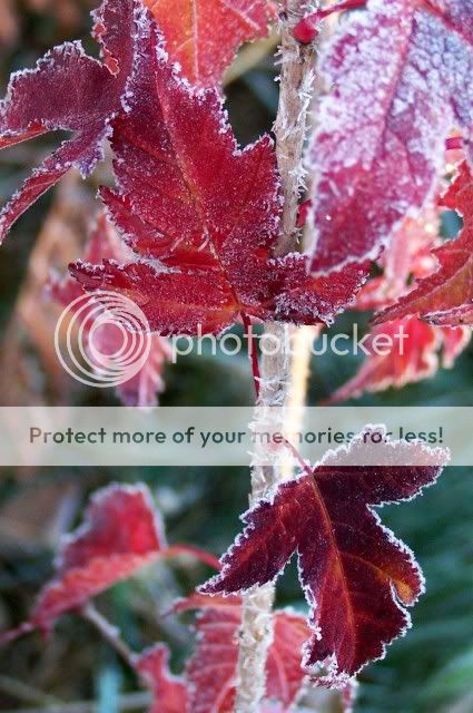 100_4041frostyredleaves.jpg