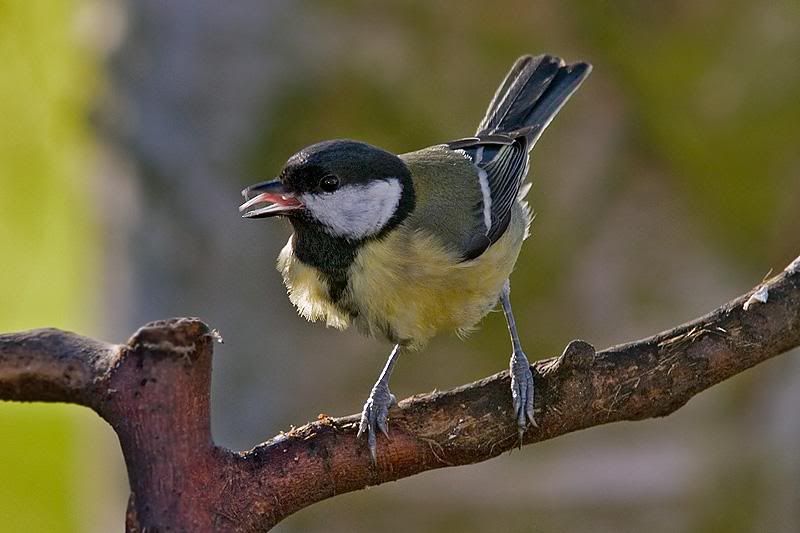 Great-tit-sing.jpg