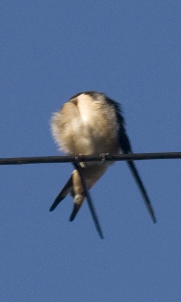 Housemartin2.jpg