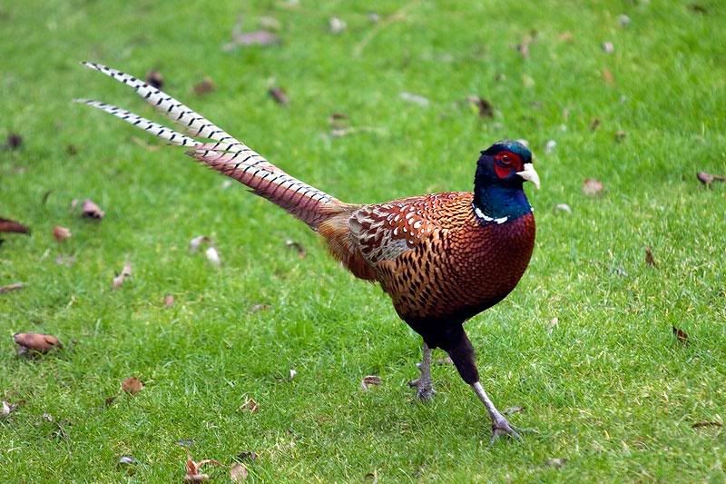 Pheasant.jpg