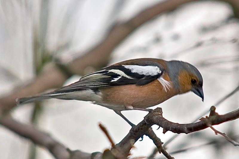 SlimChaffinch.jpg