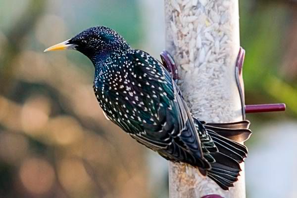 Starling-2.jpg