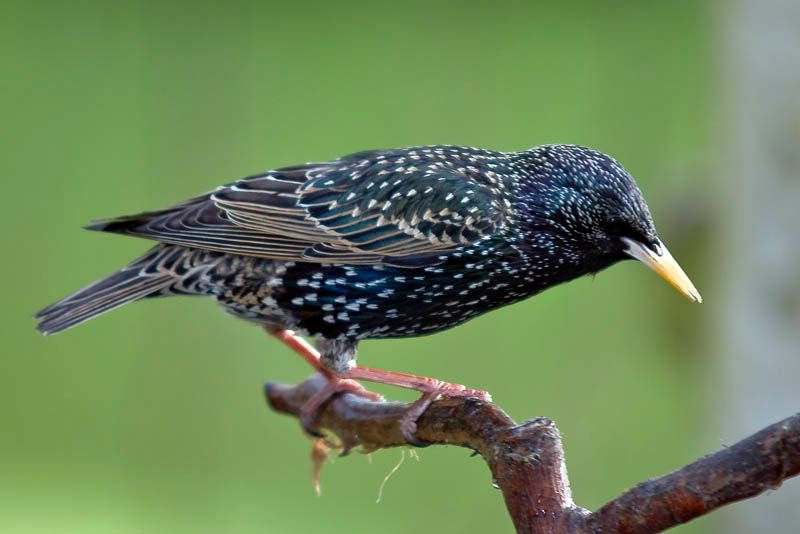 Starling-3.jpg