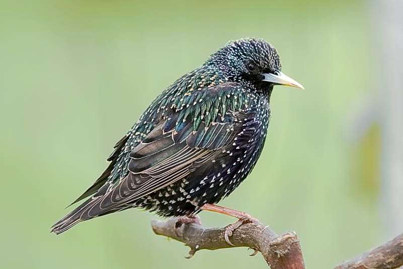 Starling-4.jpg