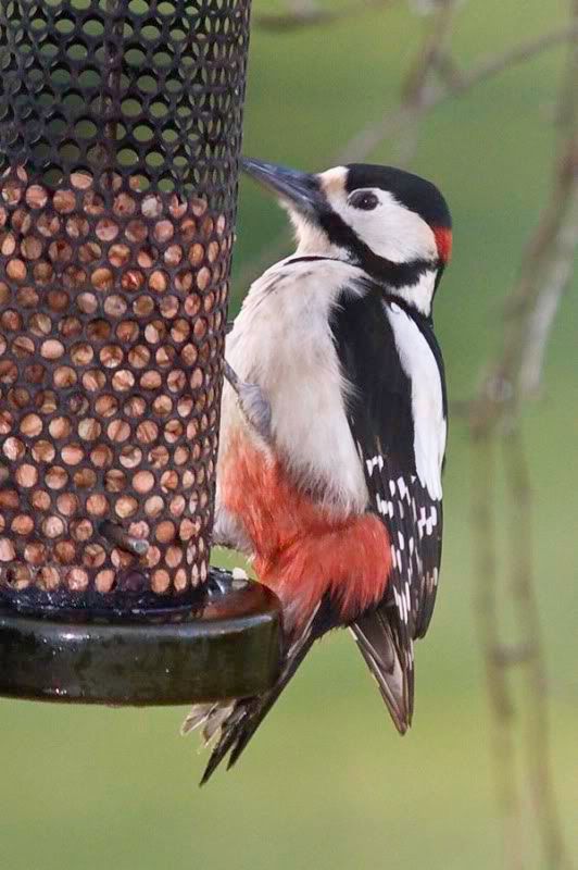 Woodpecker1.jpg