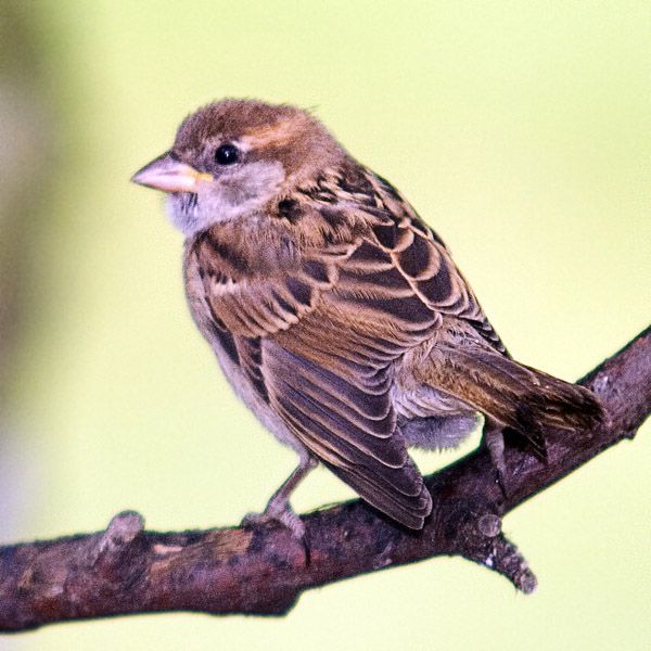 Youngsparrow-1.jpg
