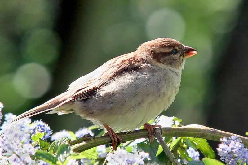 Youngsparrow.jpg