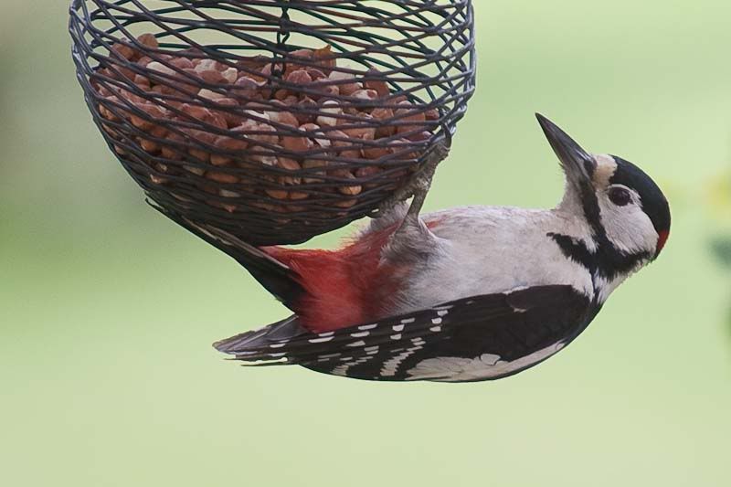 birdsJunweb3of3.jpg