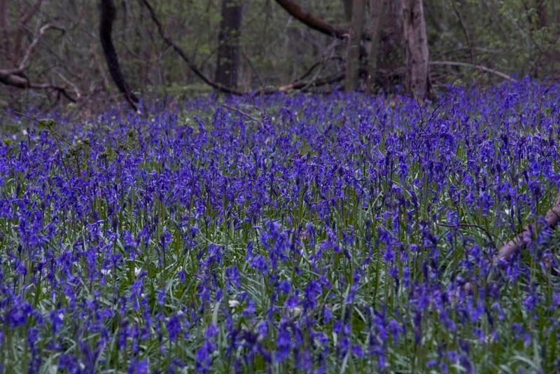 Bluebells.jpg