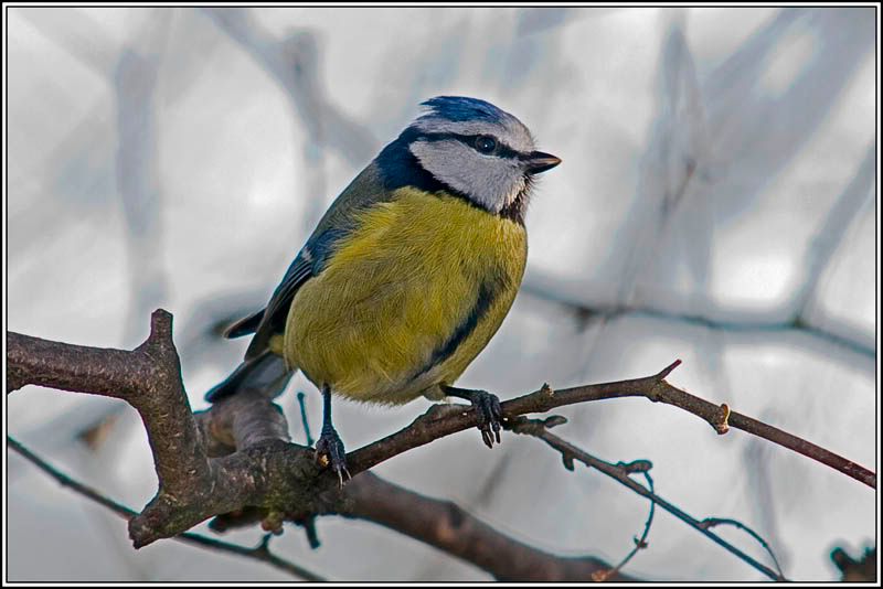 Bluetitlookout.jpg