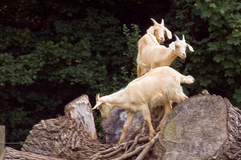 Climbinggoats-1.jpg