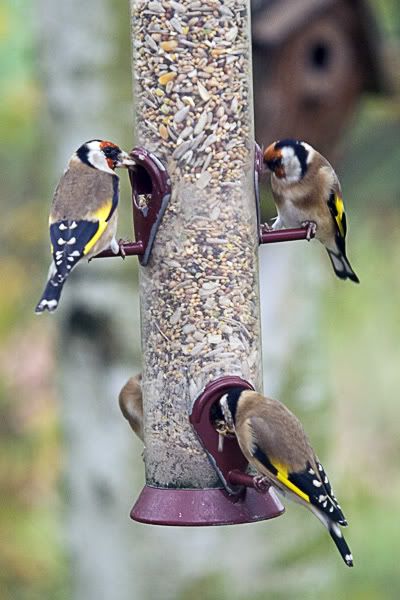 Finches.jpg