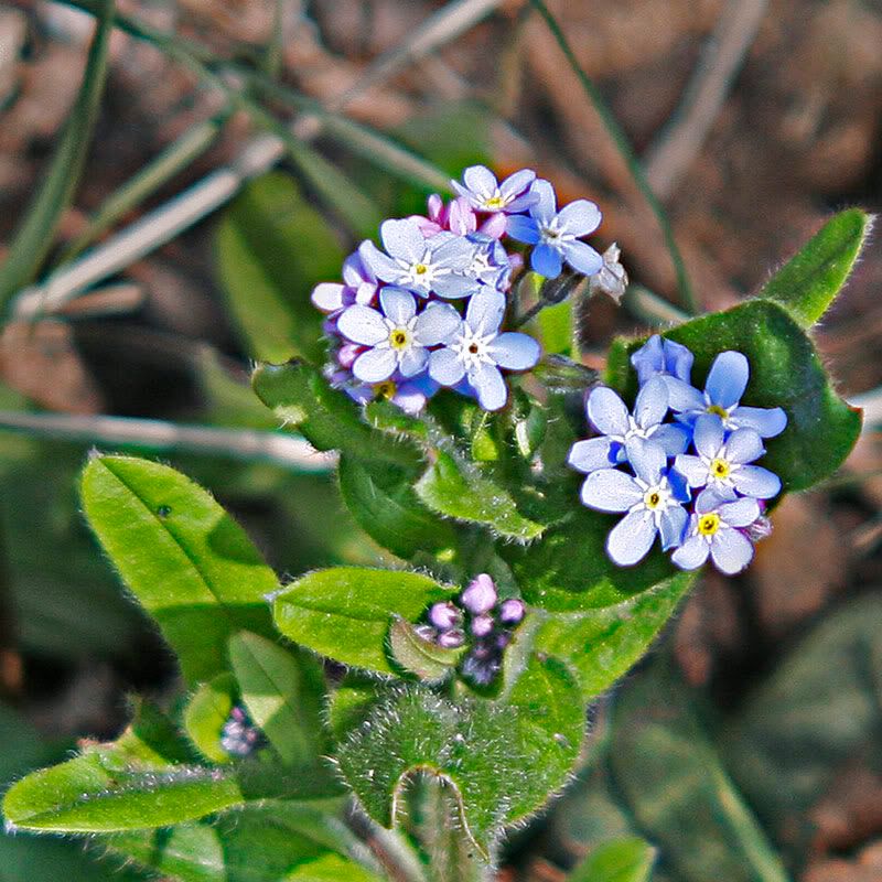 Forget-me-nots.jpg