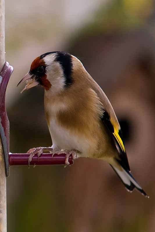 Goldfinch-001.jpg