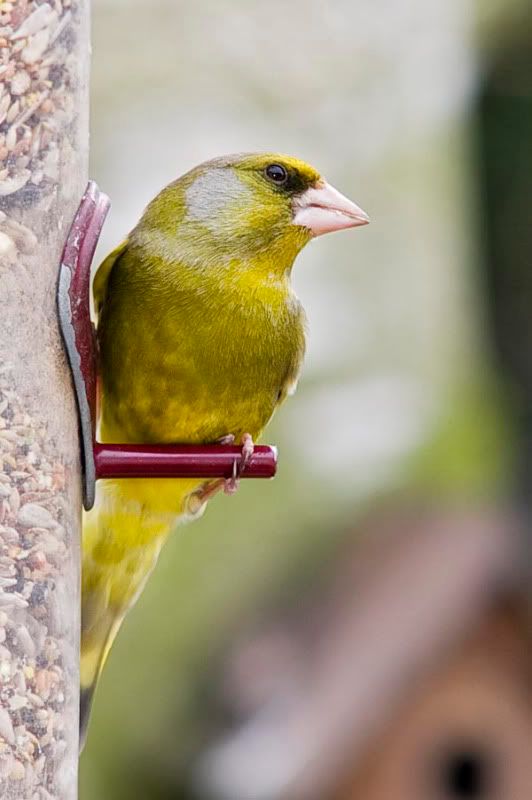 Greenfinch-1.jpg