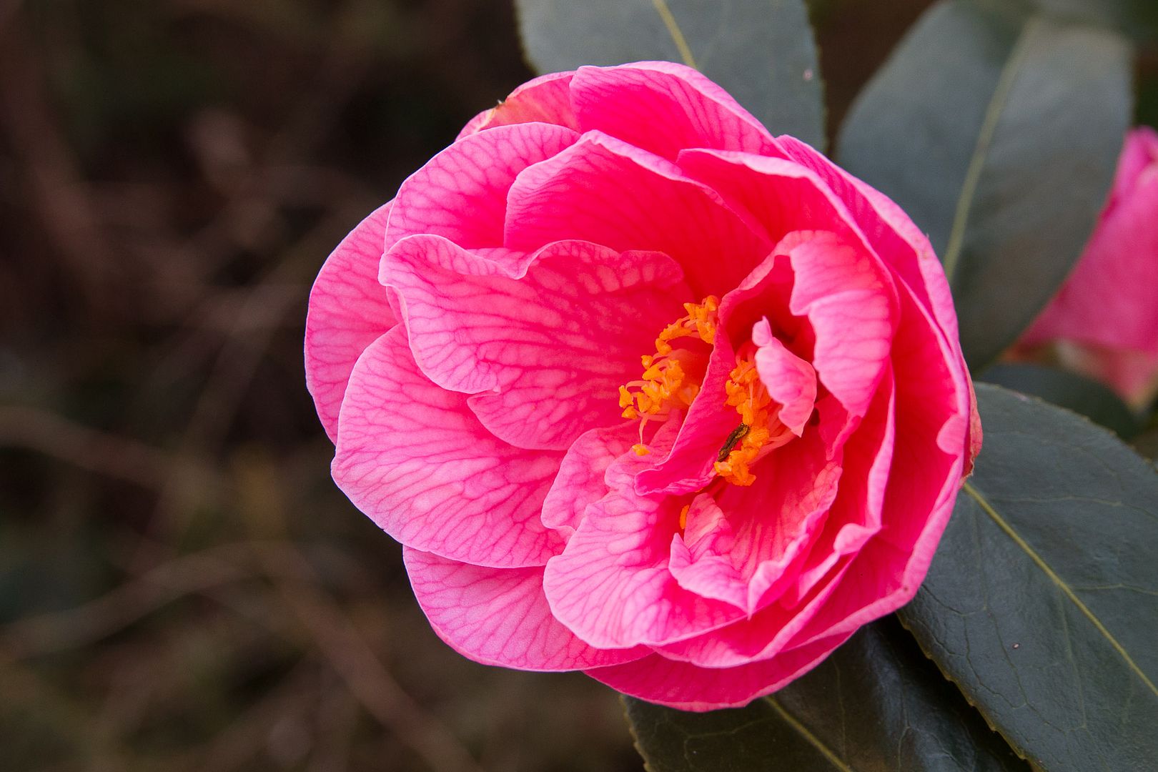 Camelia1_zps5f830f82.jpg