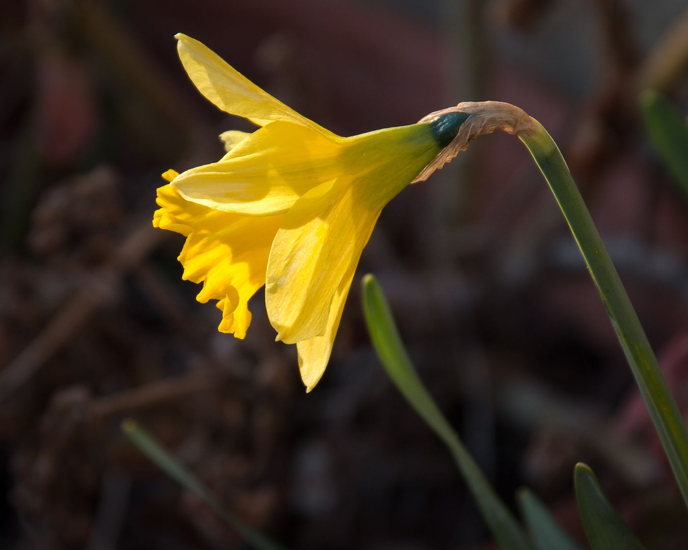 daff1_zps597c52a6.jpg