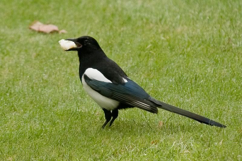 Magpie.jpg