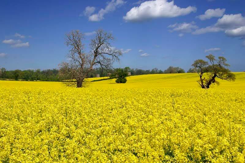 Mustard-field.jpg