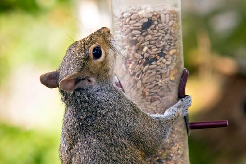 Squizzlefeeder.jpg