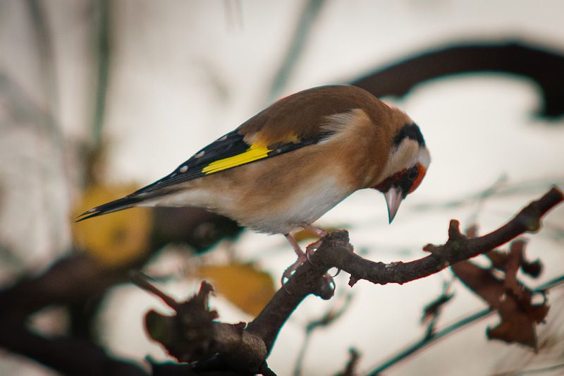 goldfinch-100.jpg